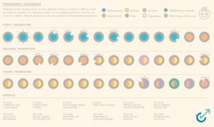 Pregnancy Calendar stages of baby development timeline by month