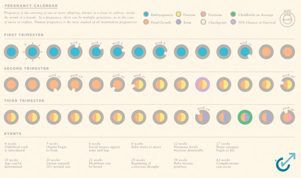 Pregnancy Calendar stages of baby development timeline by month